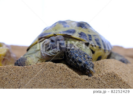 ホルスフィールドリクガメ　室内飼育（ログ子）2 82252429