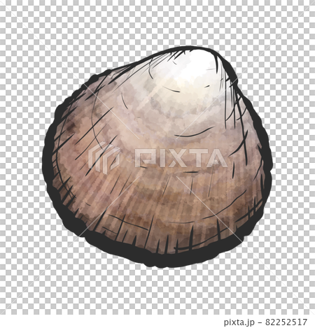 トリガイの手描き筆絵風イラスト 82252517