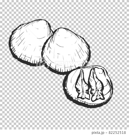 トリガイの手描き筆絵風イラスト トリガイの手描き筆絵風イラスト 82252518