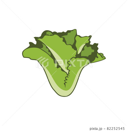 Lettuce salad design illustration vector eps format , suitable for your design needs, logo, illustration, animation, etc. 82252545