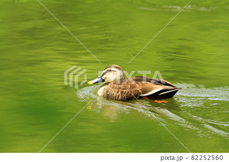 緑の水面をスイスイ泳ぐカルガモ 緑の水面をスイスイ泳ぐカルガモ 82252560
