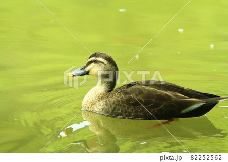 緑の水面をスイスイ泳ぐカルガモ 82252562