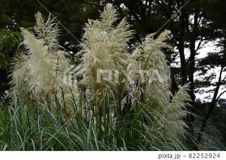 パンパスグラス 82252924