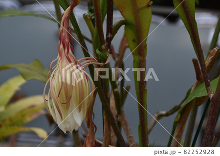 月下美人（げっかびじん） 82252928