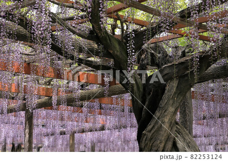 津島天王川公園の九尺藤とツタ 津島天王川公園の九尺藤とツタ 82253124