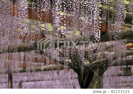 津島天王川公園の幹と九尺藤 82253125