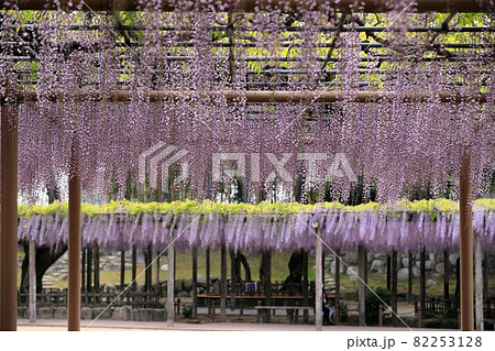 津島天王川公園の風ぬ揺られる九尺藤棚 82253128