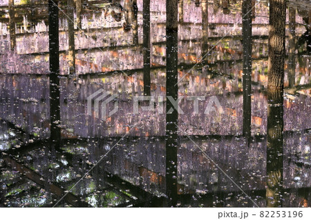 津島天王川公園の疎水に映る九尺藤 津島天王川公園の疎水に映る九尺藤 82253196