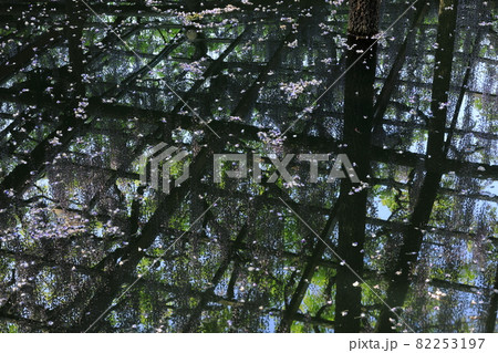 津島天王川公園の疎水に浮かぶ藤の花ビラ 82253197