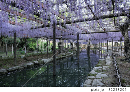 津島天王川公園の疎水上の藤棚 82253295
