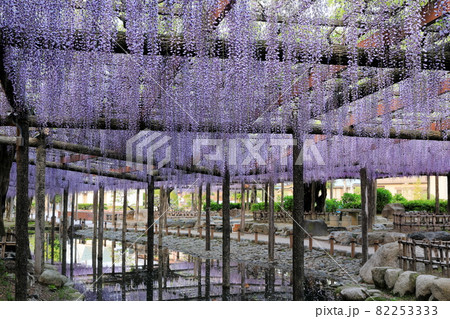 津島天王川公園の疎水にかかる見事な藤棚 82253333