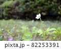 秋の野に咲くゲンノショウコ 82253391