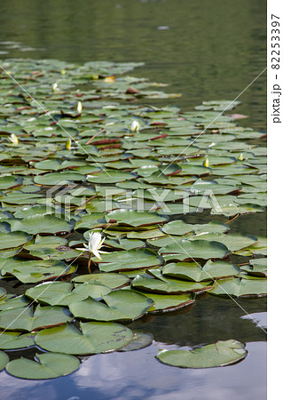 北竜湖の蓮 北竜湖の蓮 82253397