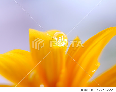 花 フラワー お花 82253722