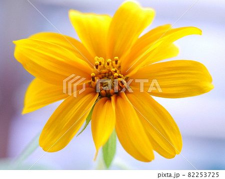 花 フラワー お花 82253725
