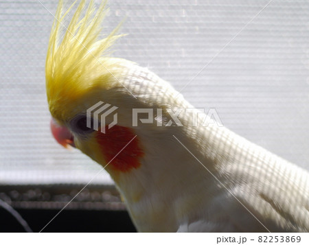 インコ オウム いんこ 82253869