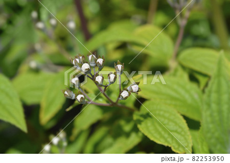 Deutzia Mont Rose Deutzia Mont Rose 82253950