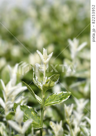 Wintercreeper Harlequin Wintercreeper Harlequin 82253952