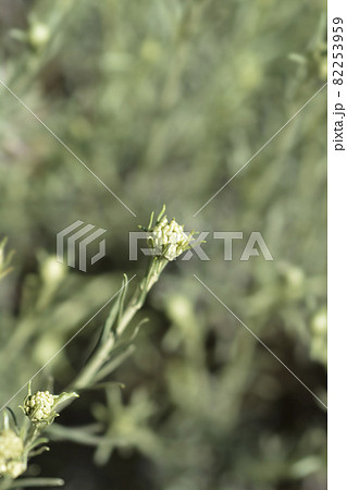 Italian everlasting flowers Italian everlasting flowers 82253959