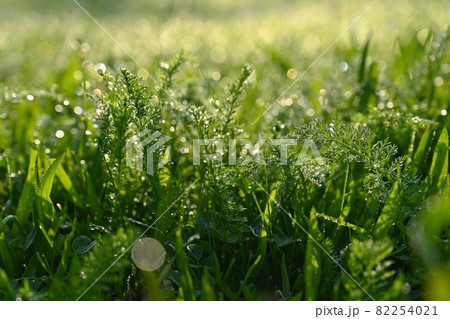 Beautiful nature background with grass and morning dew. Sunbeams of the morning sun with water drops. Concept for nature and environment. Beautiful nature background with grass and morning dew. Sunbeams of the morning sun with water drops. Concept for nature and environment. 82254021
