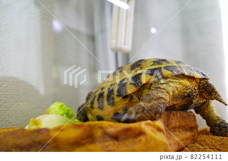 ホルスフィールドリクガメ　室内飼育　ログ子　後ろ姿 82254111