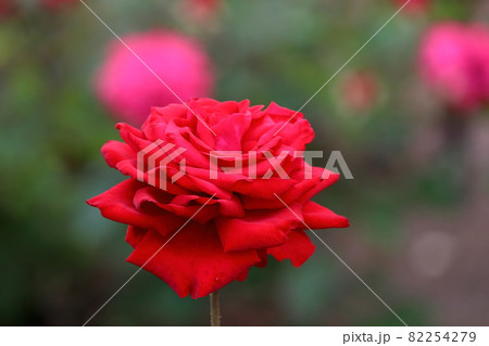 赤いバラの花 82254279