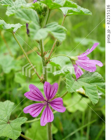 スイスの野花 ウスベニアオイ (Malva sylvestris) スイスの野花 ウスベニアオイ (Malva sylvestris) 82255136