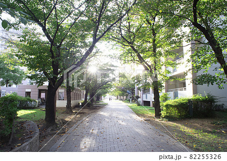 朝日が差し込む住宅地(団地)の遊歩道 朝日が差し込む住宅地(団地)の遊歩道 82255326