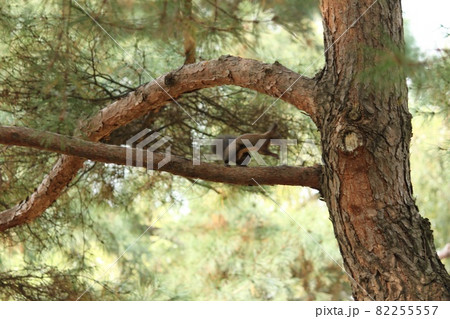 韓国ソウルのりす 韓国ソウルのりす 82255557