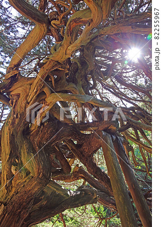 恩徳寺の結びイブキ 恩徳寺の結びイブキ 82255967