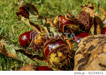 Chestnuts in an open shell lying between autumn grass and fallen leaves. Beautiful autumn macro close-up 82256015