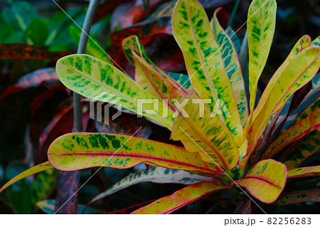 View on garden croton or codiaeum variegatum. 82256283