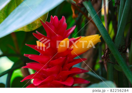 Close-up of a blooming pineapple in the rainforest. 82256284