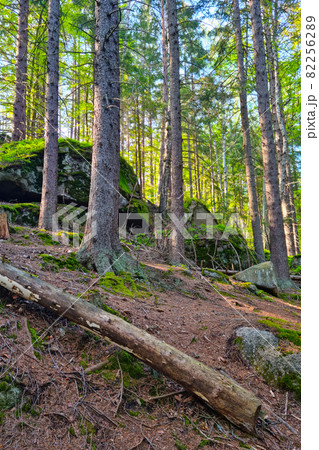 Beautiful view of the trees in the mountains, fresh clean air, hiking. Beautiful view of the trees in the mountains, fresh clean air, hiking. 82256289