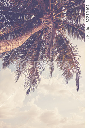 Coconut palm tree against the sky, color toning applied. 82256467