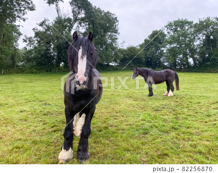 Black and white horses at green pastures of the farm. Country summer landscape, farm animals concept Black and white horses at green pastures of the farm. Country summer landscape, farm animals concept 82256870