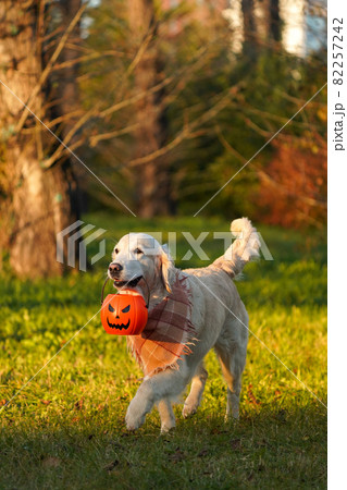 Happy and smiling golden retriever in a checkered scarf runs on the left through an autumn park and carries a jack o lantern bucket in his teeth. Main Halloween symbol and cute dog 82257242