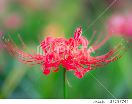 花 彼岸花 花 彼岸花 82257742