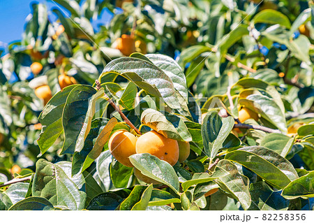 もうすぐ収穫、果樹園の柿 82258356