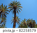 南国のヤシの木と青い空 82258579