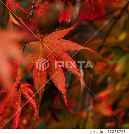 楓 カエデ メープル 82258763