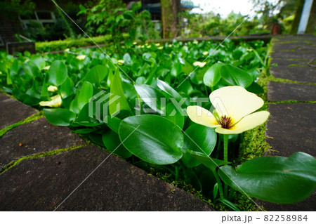黄色の花が咲く水草 82258984