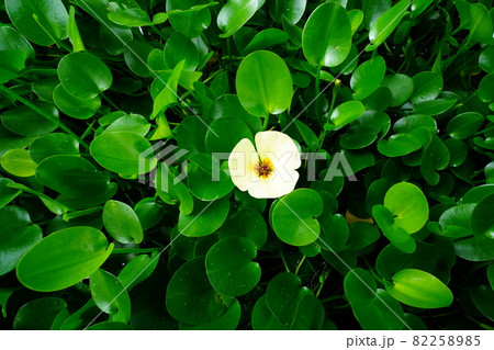 黄色の花が咲く水草 82258985