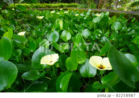 黄色の花が咲く水草 82258987