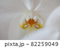 白の胡蝶蘭のズーム 82259049