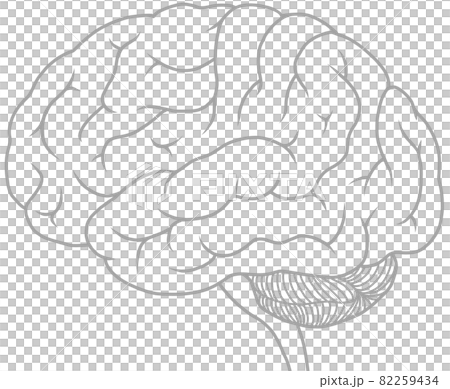 Illustration of the side of the professional cerebrum gray Illustration of the side of the professional cerebrum gray 82259434