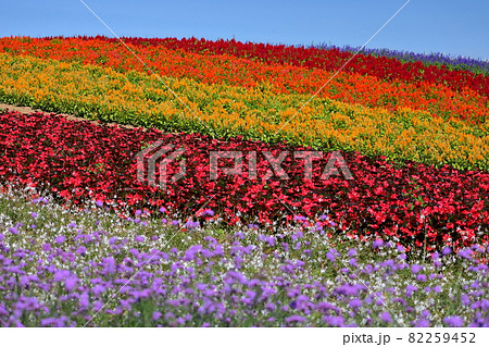 宮城県加美郡加美町　やくらいガーデンふるるの丘の花畑 82259452