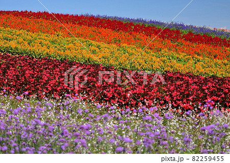宮城県加美郡加美町　やくらいガーデンふるるの丘の花畑 82259455
