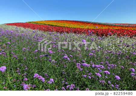 宮城県加美郡加美町 やくらいガーデンふるるの丘の花畑の写真素材