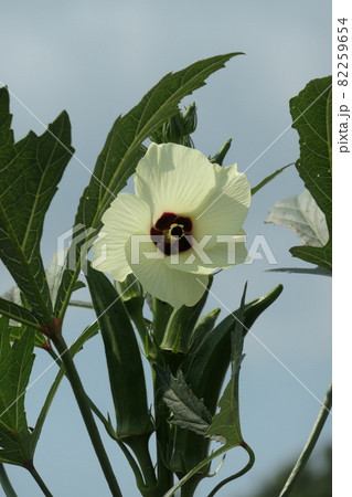 オクラの実と花 82259654